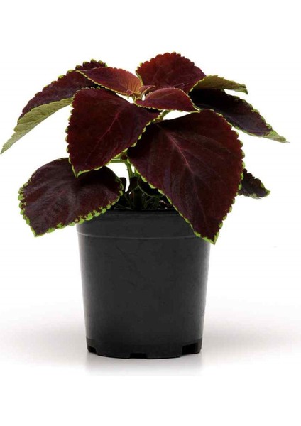 Nadir Tür Kolyos Yaprak Güzeli Çiçeği 1 Adet Saksılı (Coleus)