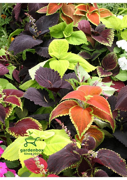 Nadir Tür Kolyos Yaprak Güzeli Çiçeği 1 Adet Saksılı (Coleus)