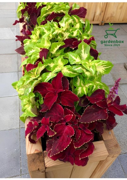 Özel Tür Yaprak Güzeli Çiçeği 3 Adet Mini Saksıda Kolyos(Coleus)
