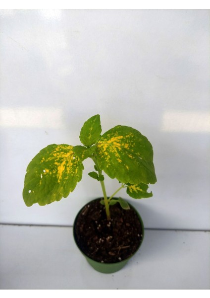 Özel Tür Yaprak Güzeli Çiçeği 3 Adet Mini Saksıda Kolyos(Coleus)