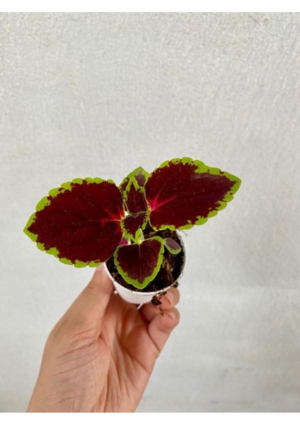 Özel Tür Yaprak Güzeli Çiçeği 3 Adet Mini Saksıda Kolyos(Coleus)