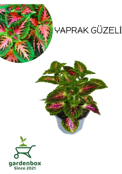 Nadir Tür Kolyos Yaprak Güzeli 1 Adet Saksılı 10-20 cm