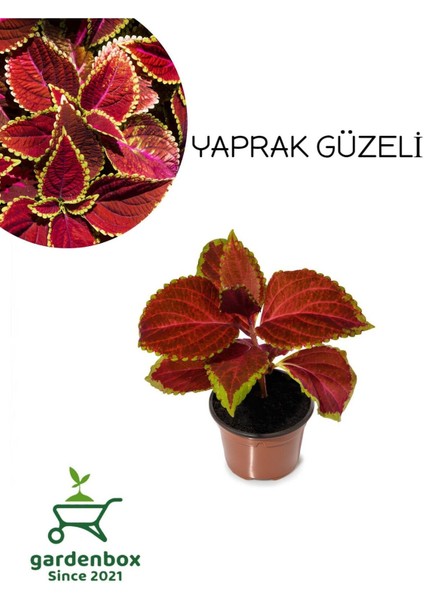 Kahverengi Yaprak Güzeli Çiçeği 1 Adet Kolyos (Coleus)