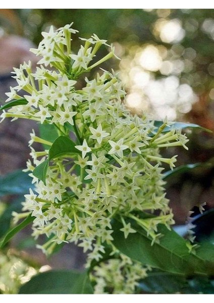 Gece Yasemini (Cestrum Nocturnum) Melisa Çiçeği 1 Adet Saksılı 30-60 cm