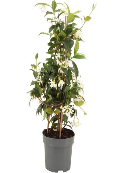 Kokulu Arap-Yıldız Yasemin Çiçeği 1 Adet Saksılı/Tüplü 30-60 cm Bahçe Çiçeği