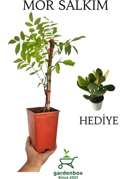 Sarmaşık Mor Salkım Ağacı Fidanı 1 Adet Saksılı 40-60 cm+Yeşim Para Çiçeği