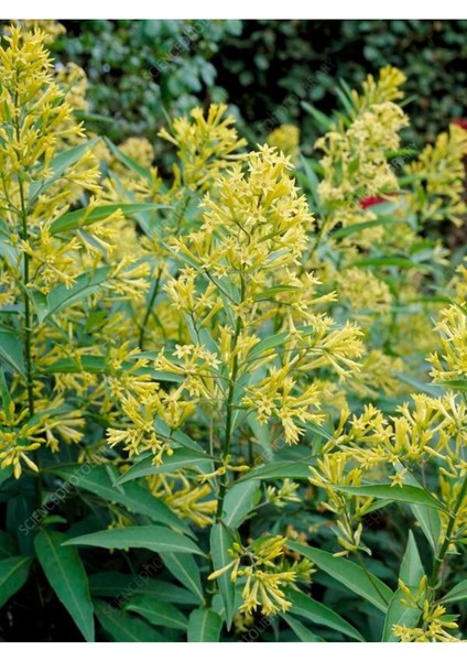 Videolu Yoğun Kokulu Melisa Parfüm Çiçeği Bitkisi 1 Adet Saksılı/ Tüplü 40-60 cm (Cestrum Parqui)