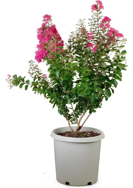 Oya Ağacı Pembe Renk 1 Adet Saksılı/Tüplü 30-50 cm Dış Mekan Bitkisi fiyatları