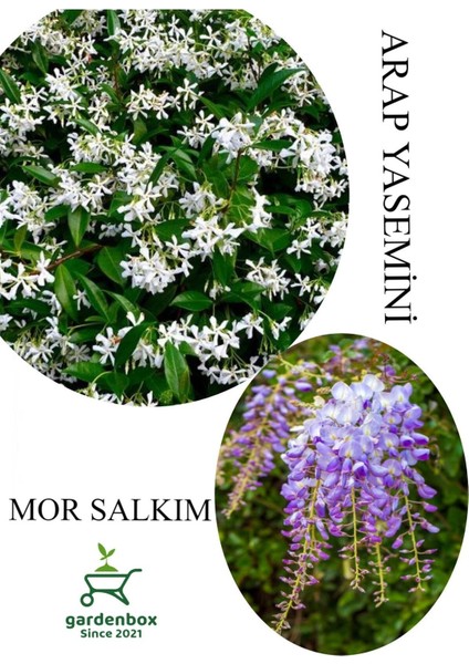 Arap Yasemini Çiçeği 1 Adet Saksılı 30-50 cm+MOR Salkım Fidanı 30-60 cm Kokulu Bahçe Seti