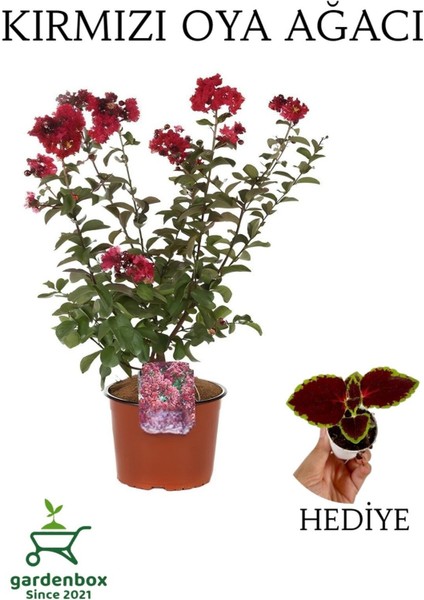 Kırmızı Oya Ağacı 1 Adet Dış Mekan Saksılı 30-60 cm+Yaprak Güzeli