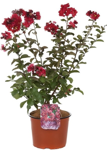 Kırmızı Oya Ağacı 1 Adet Dış Mekan Saksılı 30-60 cm+Yaprak Güzeli fiyatları