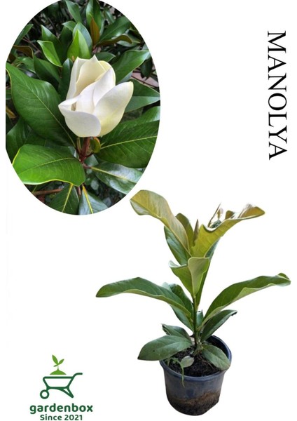 Yoğun Kokulu Manolya Ağacı Fidanı 1 Adet Saksılı 30-60 cm Bahçe Bitkisi