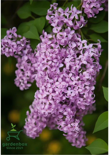 Yoğun Kokulu Leylak Çiçeği Fidanı 1 Adet Saksılı (40-60 cm) Bahçe/ Dış Mekan Bitkisi