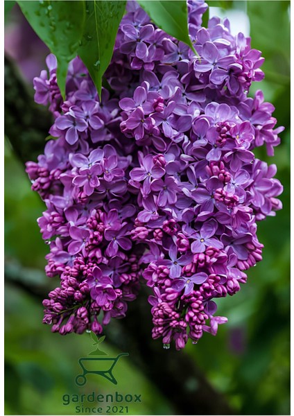 Leylak Çiçeği Fidanı 1 Adet Saksılı/Tüplü (30-60 cm) Behçe Peyzaj Bitkisi(Syringa)