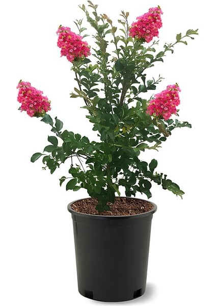 Pembe Renk Oya Ağacı 1 Adet Dış Mekan Saksılı 30-60 cm+Yaprak Güzeli fiyatları