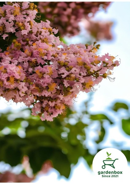 Pembe Oya Ağacı Çiçeği Fidanı Saksılı 1 Adet 30-60 cm Bahçe Peyzaj Bitkisi
