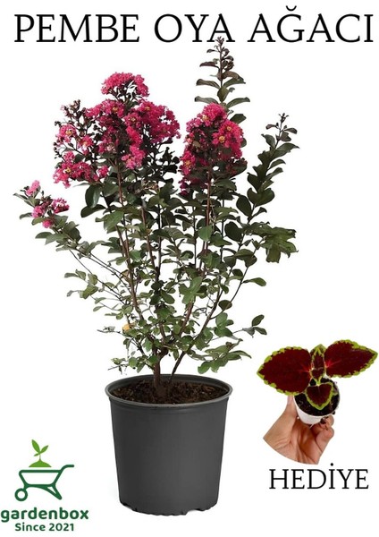 Pembe Oya Ağacı 1 Adet Dış Mekan Saksılı 30-60 cm+Yaprak Güzeli