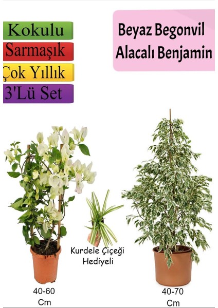 Beyaz Alacalı Benjamin Bitkisi+ Beyaz Begonvil+ Mezem Çiçeği Hediyeli