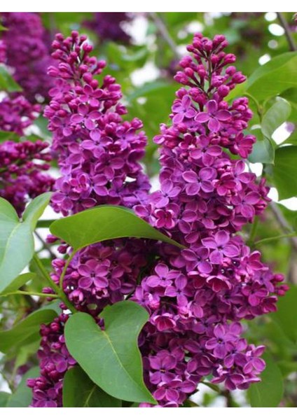 Leylak Çiçeği Fidanı 1 Adet Saksılı/Tüplü (30-60 cm) Behçe Peyzaj Bitkisi(Syringa) fiyatları