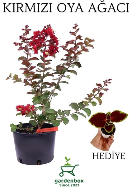 Kırmızı Oya Ağacı 1 Adet Dış Mekan Saksılı 30-60 cm+Yaprak Güzeli