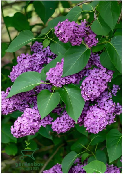 Mis Kokulu Leylak Çiçeği 1 Adet Saksılı/Tüplü 40-60 cm Dış Mekan Bitkisi