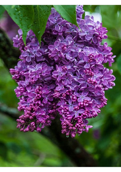 Mis Kokulu Leylak Çiçeği 1 Adet Saksılı/Tüplü 40-60 cm Dış Mekan Bitkisi modelleri