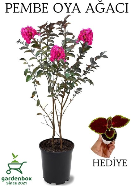 Pembe Oya Ağacı 1 Adet Dış Mekan Saksılı 30-60 cm+Yaprak Güzeli