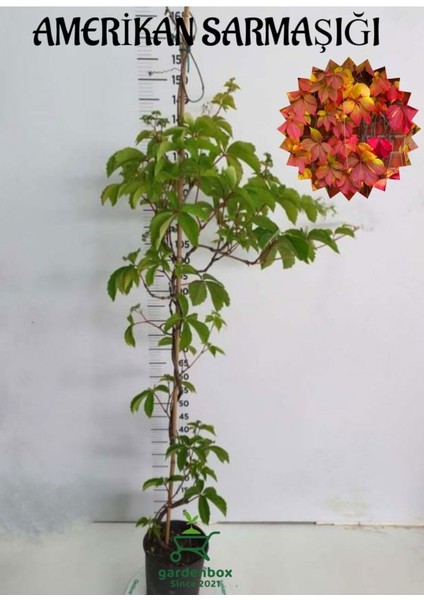 Amerikan Sarmaşığı (Parthenocissus Quinquefolia) Saksılı/Tüplü 45/65 cm