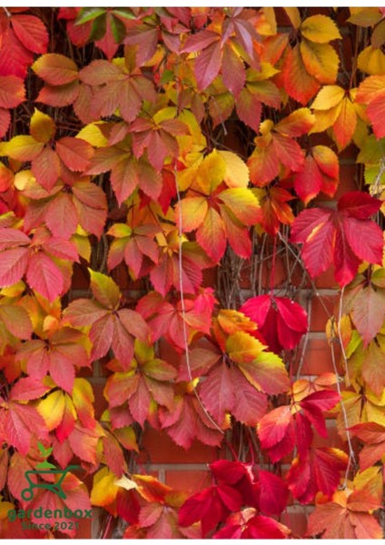 Amerikan Sarmaşığı (Parthenocissus Quinquefolia) Saksılı/Tüplü 45/65 cm modelleri