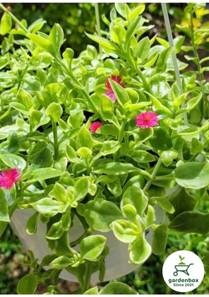 Makrome Saksılı Buz Çiçeği Yayılı Yer Örtücü Çiçek 20-30 cm