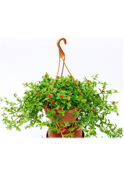 Makrome Saksılı Buz Çiçeği Yayılı Yer Örtücü Çiçek 20-30 cm fiyatları