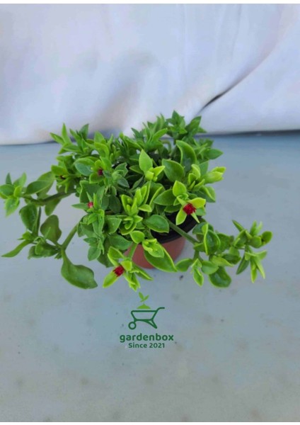 Yer Zemin Örtücü Buz Çiçeği 10 Adet Tüplü fiyatları