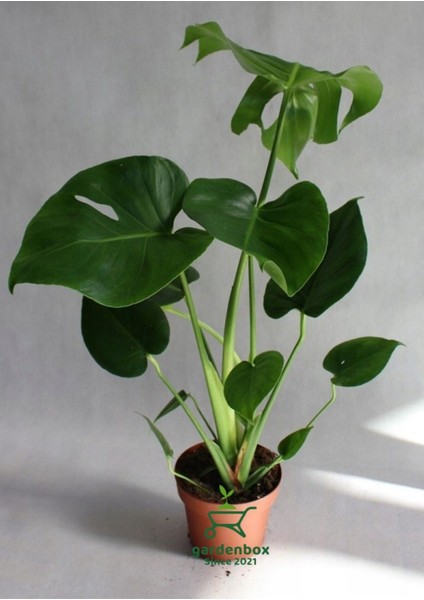 Deeve Tabanı Monstera 1 Adet Saksılı 30-60 cm Ofis Salon Çiçeği