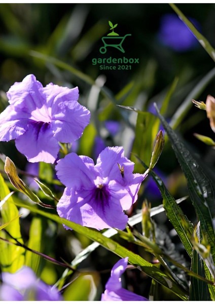 Meksika Petunyası Saksılı 30-50 cm Ruellia