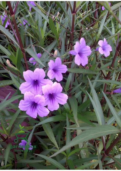 Meksika Petunyası Saksılı 30-50 cm Ruellia fiyatları