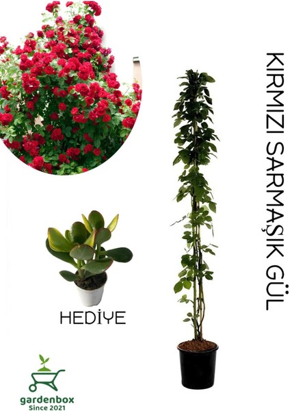 Kırmızı Sarmaşık Gül Fidanı Saksılı Tüplü 60-80 cm+Yeşim Para Çiçeği