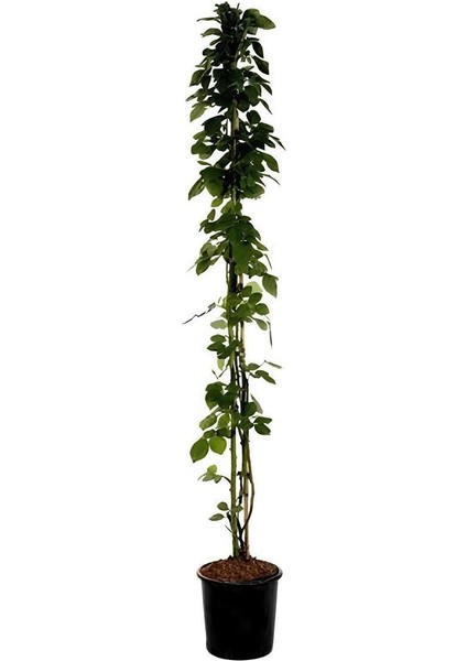 Kırmızı Sarmaşık Gül Fidanı Saksılı Tüplü 60-80 cm+Yeşim Para Çiçeği