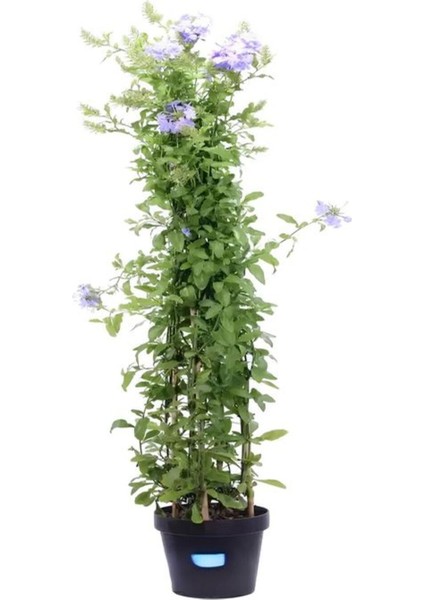 Dolgun Top Mavi Yasemin Çiçeği 1 Adet Saksılı 30-60 cm+Yeşim Para Çiçeği