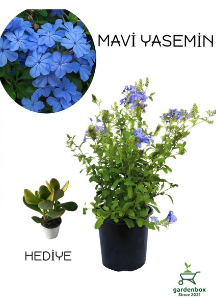 Formlu Mavi Yasemin Çiçeği 1 Adet 30-60 cm(PLUMBAGO)+Yeşim Para Çiçeği