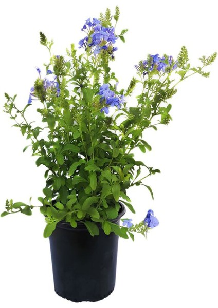 Formlu Mavi Yasemin Çiçeği 1 Adet 30-60 cm(PLUMBAGO)+Yeşim Para Çiçeği