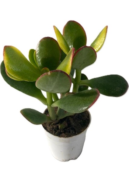 Formlu Mavi Yasemin Çiçeği 1 Adet 30-60 cm(PLUMBAGO)+Yeşim Para Çiçeği
