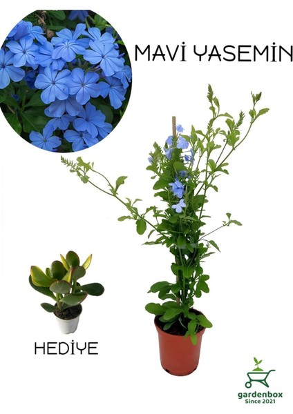 Sarmaşık Mavi Yasemin Fidanı 30-60 cm (Blue Jasmine)+Yeşim Para Çiçeği