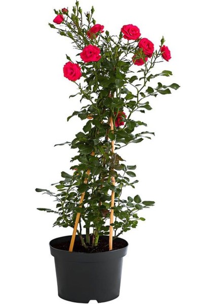 Kırmızı Sarmaşık Gül Fidanı Saksılı Tüplü 60-80 cm fiyatları