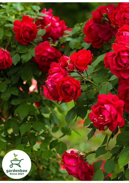 Kırmızı Sarmaşık Gül 1 Adet Saksılı/Tüplü 50-80 cm (Red Rose)