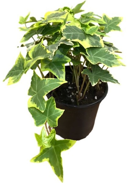 Alacalı Hedera Helix Duvar Ağaç Sarmaşığı 1 Adet Saksılı 20-40 cm+PARA Yeşim Çiçeği