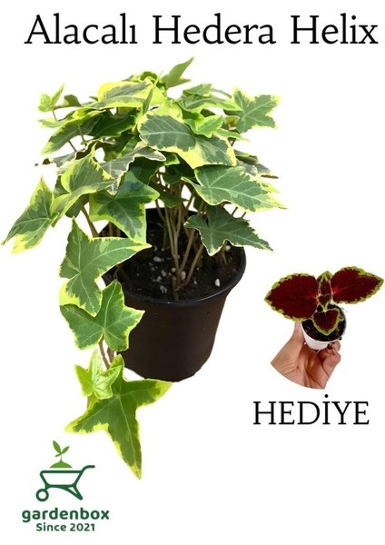 Alacalı Hedera Helix Duvar Ağaç Sarmaşığı 1 Adet Saksılı 20-40 cm+Yaprak Güzeli