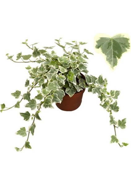 Beyaz Alacalı Hedera Helix Sarmaşığı 1 Adet Saksılı 25-40 cm +Yaprak Güzeli