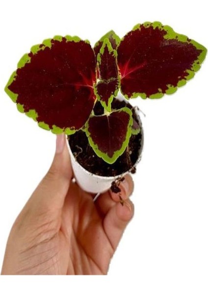 Beyaz Alacalı Hedera Helix Sarmaşığı 1 Adet Saksılı 25-40 cm +Yaprak Güzeli