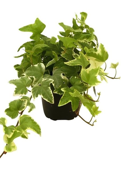 Beyaz Alacalı Hedera Helix Sarmaşığı 1 Adet Saksılı 20-40 cm +Yeşim Para Çiçeği