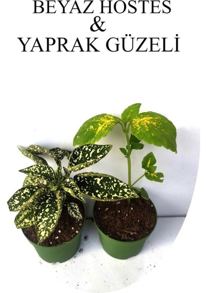 Beyaz Çilli Hostes Çiçeği 1 Adet Saksılı+Yaprak Güzeli Çiçeği 1 Adet Saksılı 10-15 cm